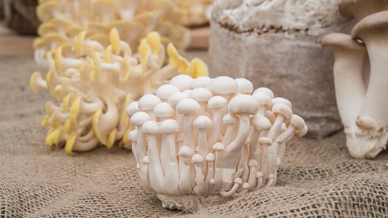 Why the White Mushroom vs Baby Bella Health Benefits Debate Matters