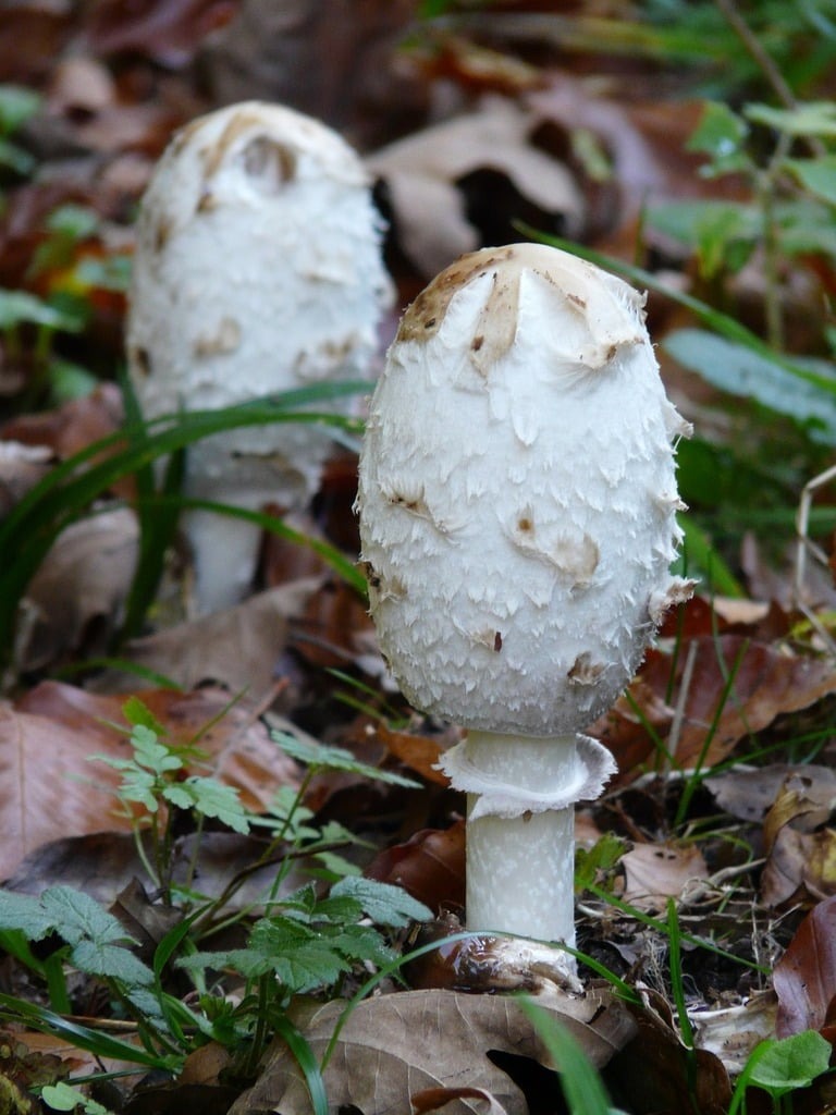 1. Nutritional Profiles: White Mushroom vs Baby Bella Health Benefits Start Here